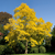 Acacia frisia - comprar online