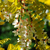 Acacia frisia - tienda online