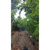 Acacia frisia - Green Online
