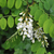 Acacia frisia en internet