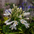 Agapanthus blanco - comprar online