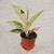 Aglaonema lawan - comprar online