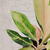 Aglaonema lawan en internet