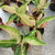 Aglaonema lawan - Green Online