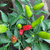 Ají picante - Green Online