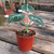 Alocasia black en internet