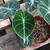 Alocasia black - comprar online