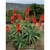 Aloe vera - Green Online