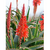 Aloe vera - tienda online