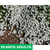 Alyssum - Green Online