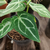 Anthurium cristalino - comprar online
