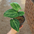Anthurium cristalino en internet