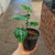 Anthurium cristalino - Green Online