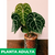 Anthurium cristalino - tienda online