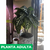 Aphelandra - tienda online