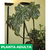 Imagen de Aphelandra