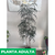 Aralia elegantisima - tienda online