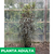 Aralia elegantisima - Green Online