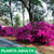 Azalea simple - Green Online