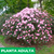 Azalea simple - tienda online