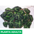 Begonia brasilera - Green Online