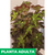 Begonia Cleopatra - Green Online