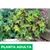 Begonia Cleopatra - tienda online