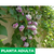 Bignonia caracol - tienda online