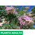 Bignonia spectabilis - Green Online