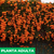 Bignonia venusta - Green Online