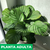Imagen de Calathea fasciata