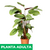 Calathea Louisa - Green Online