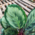 Calathea medallion - comprar online