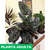 Calathea mil rayas - Green Online