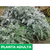 Cineraria candidisima - tienda online