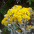 Cineraria candidisima - Green Online