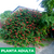 Clerodendro rojo - Green Online