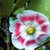 Clusia - Green Online