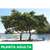 Imagen de Clusia