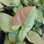 Syngonium confetti - comprar online