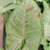 Syngonium confetti - Green Online