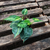 Cordatum brasilero - comprar online