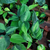 Cordatum brasilero - Green Online