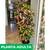Croton monalisa - Green Online