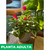 Cyclamen Violeta de los Alpes Mini - tienda online