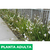 Dietes grandiflora - Green Online