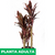 Dracaena rubra - Green Online