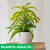 Dracaena lemon surprise - Green Online