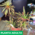 Drosera capensis - tienda online