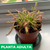 Imagen de Drosera capensis
